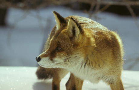 Rotfuchs (Vulpes vulpes) - © Rita Schlamberger